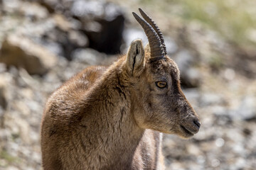 Portrait of an Alpine ibex in the Vercors, France