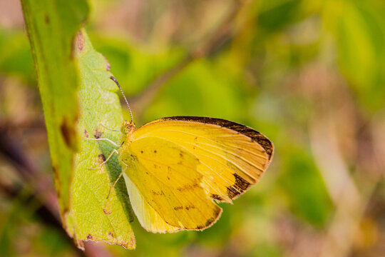 Yellow winged butterfly in Kenya