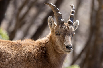 Portrait of an Alpine ibex in the Vercors, France