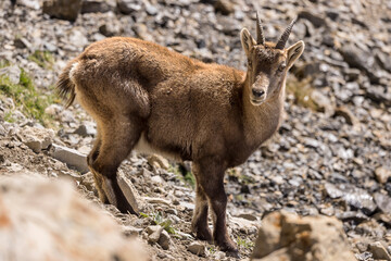 Young Alpine ibex in the South Vercors, France