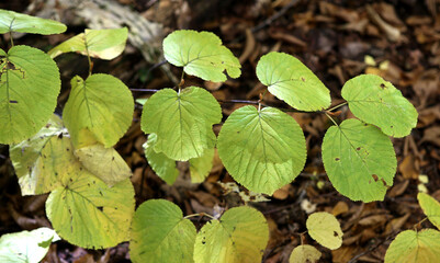 trees and leaves on indian summer, Quebec, Canada