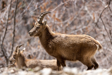 Naklejka na ściany i meble Young Alpine ibex in the South Vercors, France