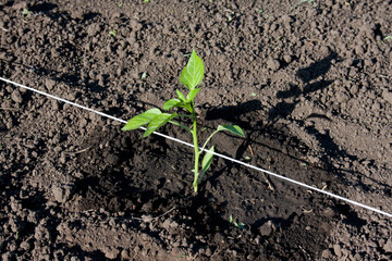 Seedlings of sweet pepper growing in garden. young sprout pepper planted in open ground. Spring farming. Growing organic vegetables in kitchen garden.