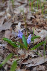  Buds of blue snowdrops Scilla Siberica 'Spring Beauty' grow from under an old fallen leaves. Spring awakening of nature ,gardening concept .Free copy space.