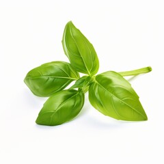 Fototapeta premium A close up photo of a fresh good looking basil, ai generated, Generative AI