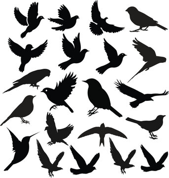 Bird Silhouette, Flying Birds Silhouettes vector