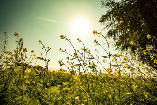 field of flowers. mustard field