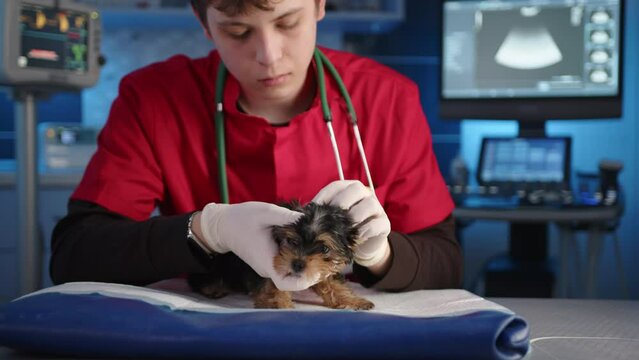 Male young vet attentively examines the state of skin on head of Yorkshire Terrier. The doctor gently pets the puppy in latex medical gloves. High quality 4k footage