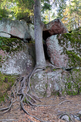 Trees and rocks in the Monrepos natural park near the city of Vyborg, Russia. Bright autumn landscapes of unique northern nature.
