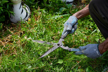 Cropped hand trimming grass with grass shears in the garden