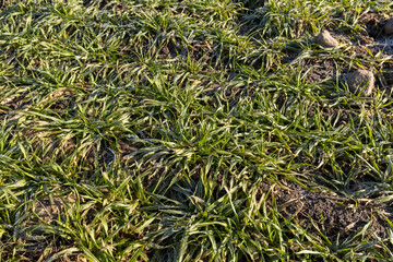 green winter wheat in the winter season
