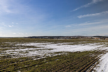 green winter wheat in the winter season