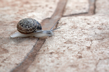 Snail crawling on the ground. Copy space is on the right side.
