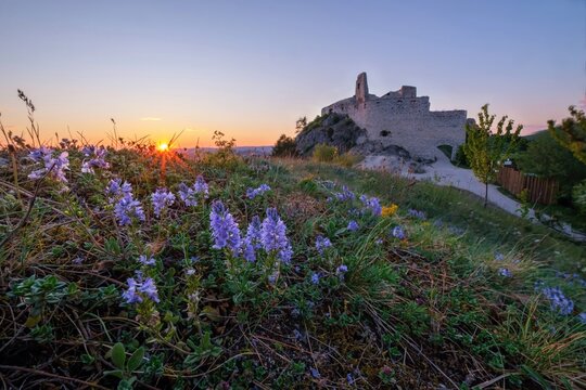 Spring flowers in the meadow at sunset, in the background an old castle ruin. Walks in nature, healthy lifestyle.