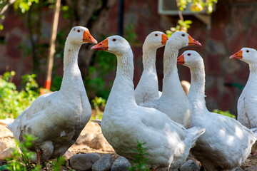 white goose on the farm