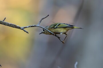 Blue-headed Vireo perched on branch