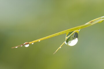 Close-up shot of waterdrops on the grass on a green background