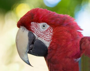 Close-up shot of a red cute Ara (Ara) looking aside with bokeh in the background