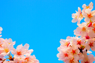 新春の青空と満開の桜フリー無料画像素材