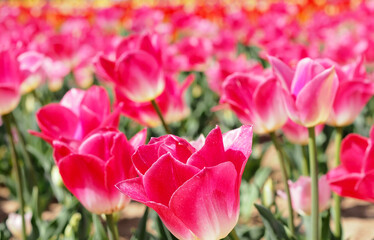 春のチューリップ畑のアップ無料フリー画像