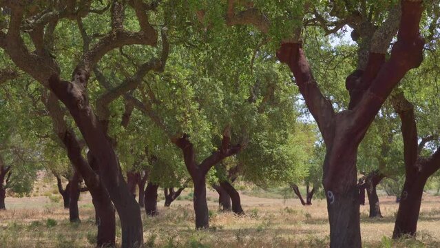 Cork tree garden (cork oak) is a long-standing business in parts of Portugal, slow motion panoramic video on a sunny summer day.