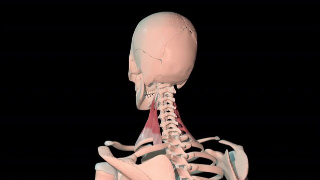 Scalene Muscles Full Rotation Loop