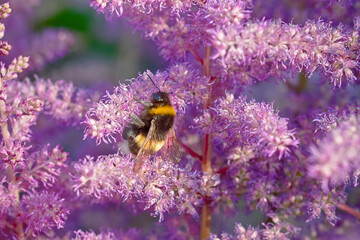 Astilbe flower in garden with single bumblebee on tiny flowers. Astilbe with fluffy pink flowers, bumble bee pollinating flower