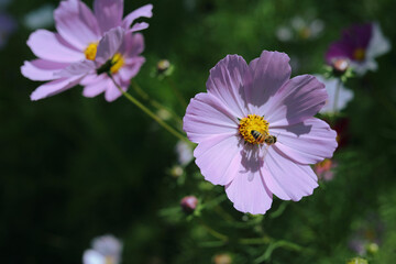 Bee and flower