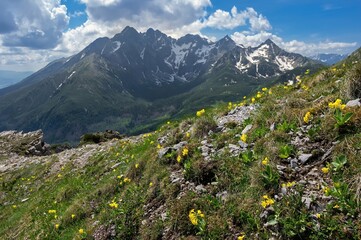 Fototapeta na wymiar Mountain meadow with spring yellow primrose flowers, in the background the High Tatras mountains. Spring hiking, healthy lifestyle.