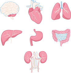 Human organ set vector illustration
