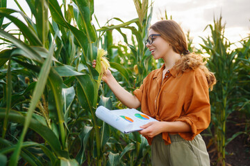Business woman farmer stands in a corn field with a clipboard and examines the corn on the cob. Agriculture concept. Modern digital technologies. Agronomist on the farm. Harvest care concept.