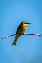 Little bee-eater with catchlight on sunlit branch