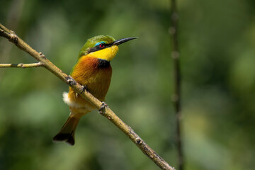 Little bee-eater with catchlight on thin branch