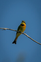 Obraz premium Little bee-eater with catchlight under blue sky