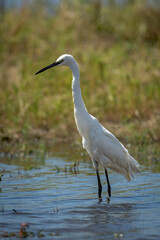 Little egret stands in shallows leaning forward