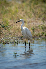 Little egret stands in shallows in sunshine