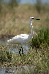 Little egret stands in grass on floodplain
