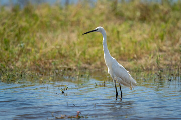 Little egret stands on floodplain leaning forward