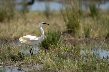 Little egret stands in grass on riverbank