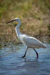 Little egret wades through river in sunshine