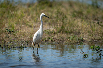 Little egret stands in shallows looking down