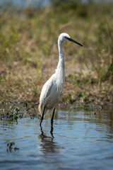 Little egret stands in shallows stretching neck