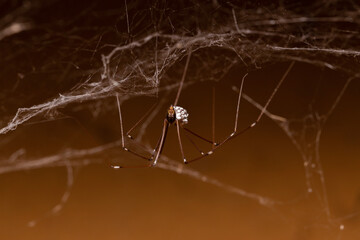 Close-up of a daddy long legs spider carrying eggs, wrapped in silk, in its jaws 