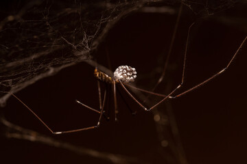 Close-up of a daddy long legs spider carrying eggs, wrapped in silk, in its jaws 