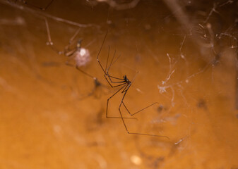 daddy long legs spiders hanging on their webs in a cabinet in Adelaide, South Australia 