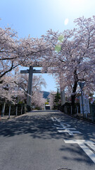 神社入り口の満開の桜と鳥居のある風景