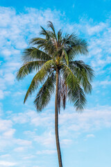 A palm tree on the beach