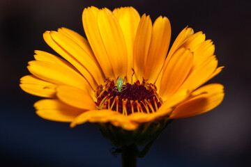 Close-up detailed shot of green sap-sucking bug called Aphid on an orange flower