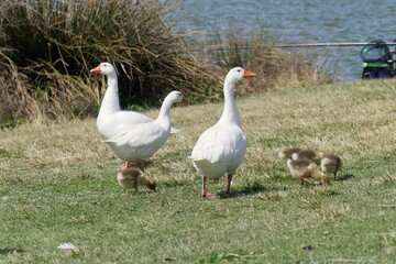 group of geese on the grass