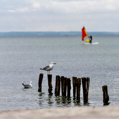 Möwen am Strand mit Surfer im Hintergrund